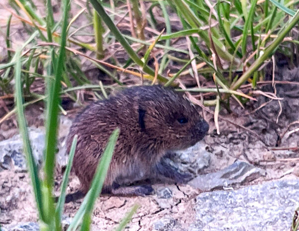 Ein paar Bilder aus der Natur Teil 2