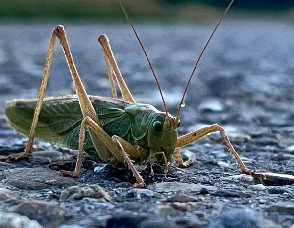 Ein paar Bilder aus der Natur Teil 4