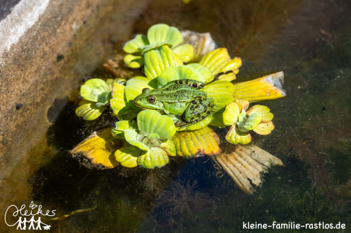 Ein kleiner Ausflug ins Grüne – mein Besuch im Botanischen Garten Würzburg